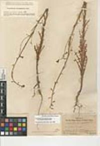 Caulanthus heterophyllus image