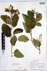 Cordia dentata image