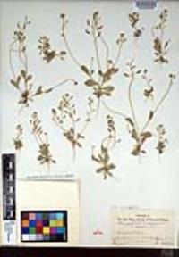 Draba cuneifolia image