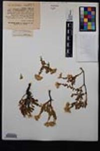 Ericameria cuneata var. cuneata image