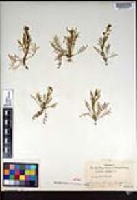 Lepidium nitidum image