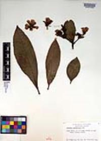 Pereskia grandifolia image