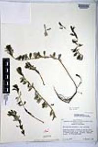 Myriophyllum spicatum image