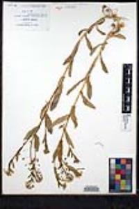 Thlaspi arvense image