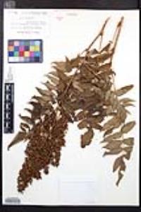 Sorbaria sorbifolia image
