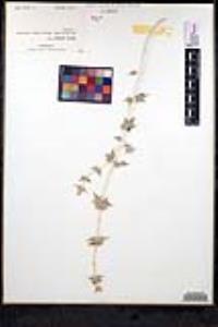 Salvia greatae image