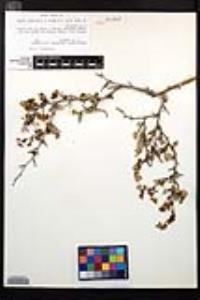 Physocarpus alternans image