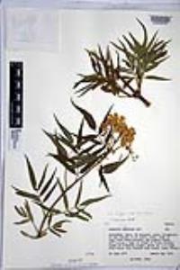 Sambucus cerulea image