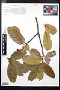 Prunus zinggii image