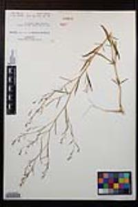 Gayophytum diffusum image