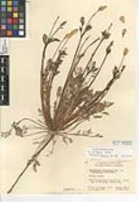 Eschscholzia californica image
