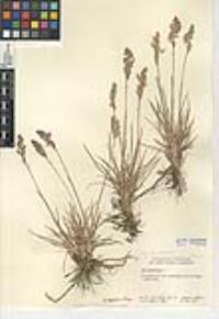 Poa pratensis subsp. pratensis image