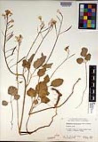 Cardamine californica image