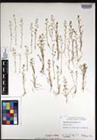 Lepidium nitidum image