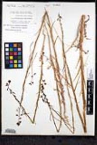 Caulanthus heterophyllus image