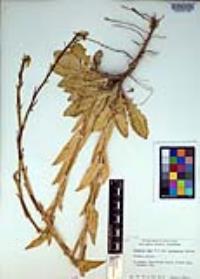 Brassica rapa image