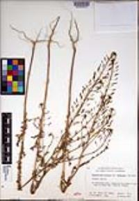 Descurainia pinnata subsp. menziesii image