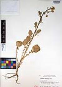Barbarea orthoceras image