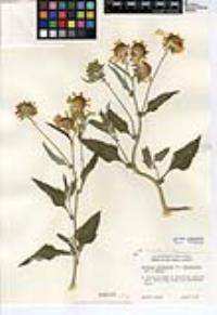 Verbesina encelioides subsp. encelioides image