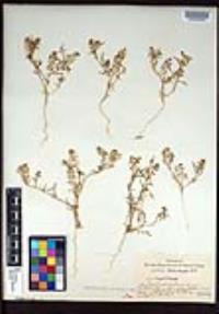 Lepidium lasiocarpum image