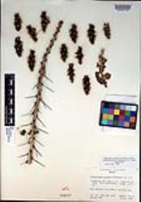 Pereskiopsis porteri image