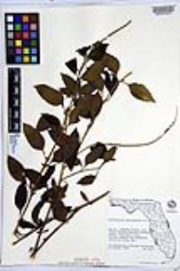 Heliotropium angiospermum image