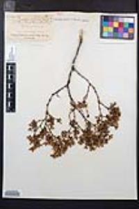 Larrea tridentata image
