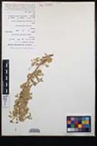 Senegalia greggii image