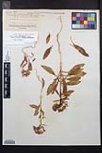 Eremothera boothii var. condensata image