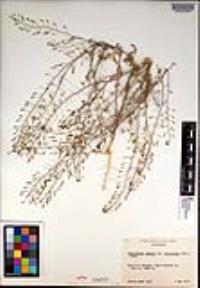 Descurainia pinnata subsp. halictorum image