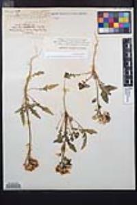 Chylismia claviformis var. peirsonii image