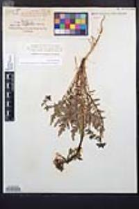 Chylismia claviformis var. peirsonii image