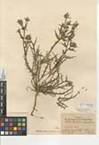 Mentzelia albicaulis image