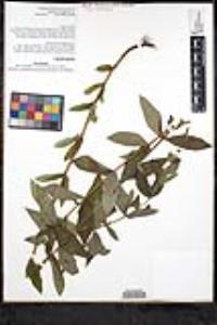 Salix exigua var. exigua image