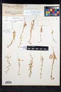 Thysanocarpus curvipes subsp. eradiatus image