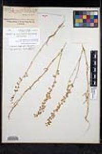 Thysanocarpus curvipes image