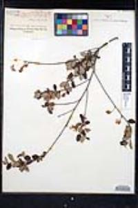 Ceanothus tomentosus var. olivaceus image