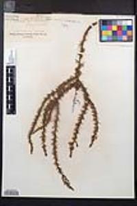Adenostoma fasciculatum image