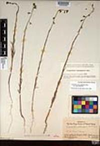 Caulanthus heterophyllus var. heterophyllus image
