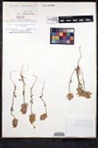 Pogogyne douglasii subsp. douglasii image