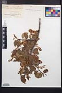 Prunus ilicifolia image