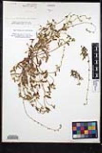 Plagiobothrys collinus var. fulvescens image