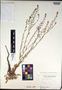 Lepidium virginicum subsp. menziesii image