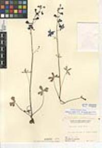 Delphinium patens subsp. hepaticoideum image