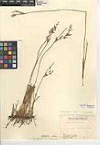 Juncus balticus subsp. mexicanus image