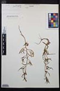 Epilobium brachycarpum image
