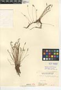 Eleocharis parishii image