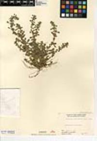 Amaranthus californicus image