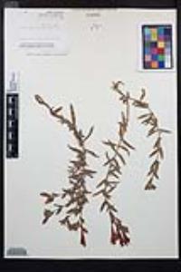 Epilobium canum image