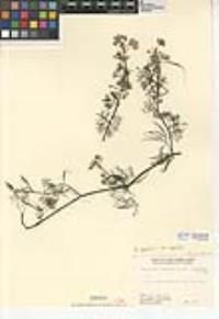 Ranunculus aquatilis var. aquatilis image